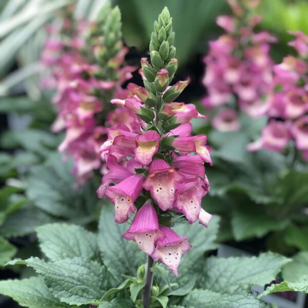 Digiplexis 'Berry Canary'