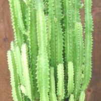 The Euphorbia 'African Milk Tree' Cactus, featuring tall green vertical stems, is elegantly displayed in an 8" black pot against a wooden background.