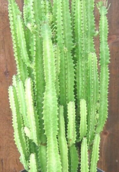 The Euphorbia 'African Milk Tree' Cactus, featuring tall green vertical stems, is elegantly displayed in an 8" black pot against a wooden background.