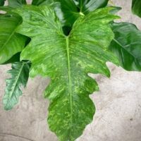 Close-up of a large, textured Philodendron 'Golden Dragon' leaf with jagged edges set against a concrete backdrop.