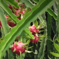 Pitaya 'Dragonfruit' (Hylocereus) features fruits that grow on cactus plants with elongated green stems, available in an 8" pot.