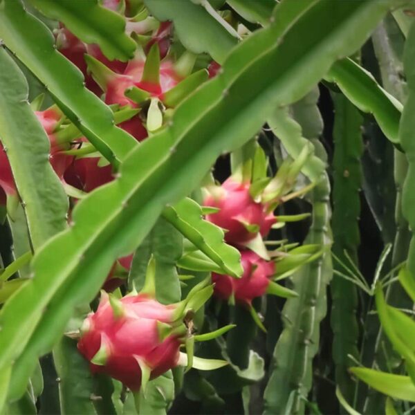 Pitaya 'Dragonfruit' (Hylocereus) features fruits that grow on cactus plants with elongated green stems, available in an 8" pot.
