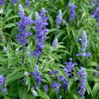 A lush garden setting featuring tall purple lavender flowers and green leaves, beautifully enhanced by the vibrant blooms of Salvia 'Victoria Blue' in a 6" pot.