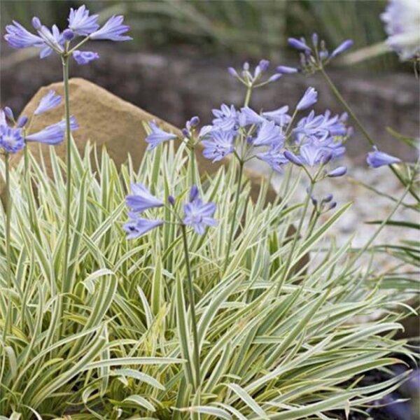 Agapanthus 'Golden Drop' PBR 6" Pot features variegated green and cream leaves with tall stems topped by clusters of star-shaped lavender flowers, perfect for a striking garden display.