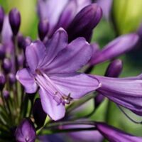 Agapanthus 'Poppin Purple' PBR 6" Pot
