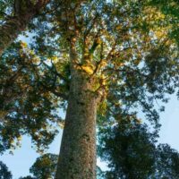 Gazing at a towering Agathis 'Kauri Pine', with its thick trunk and lush canopy against a clear sky, feels as serene as caring for your 10" Agathis 'Kauri Pine' pot in the garden.
