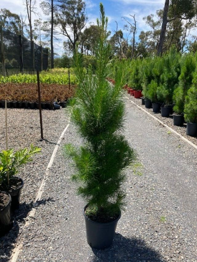 Araucaria 'Cook Pine' (Christmas Tree) 8" Pot - Image 2
