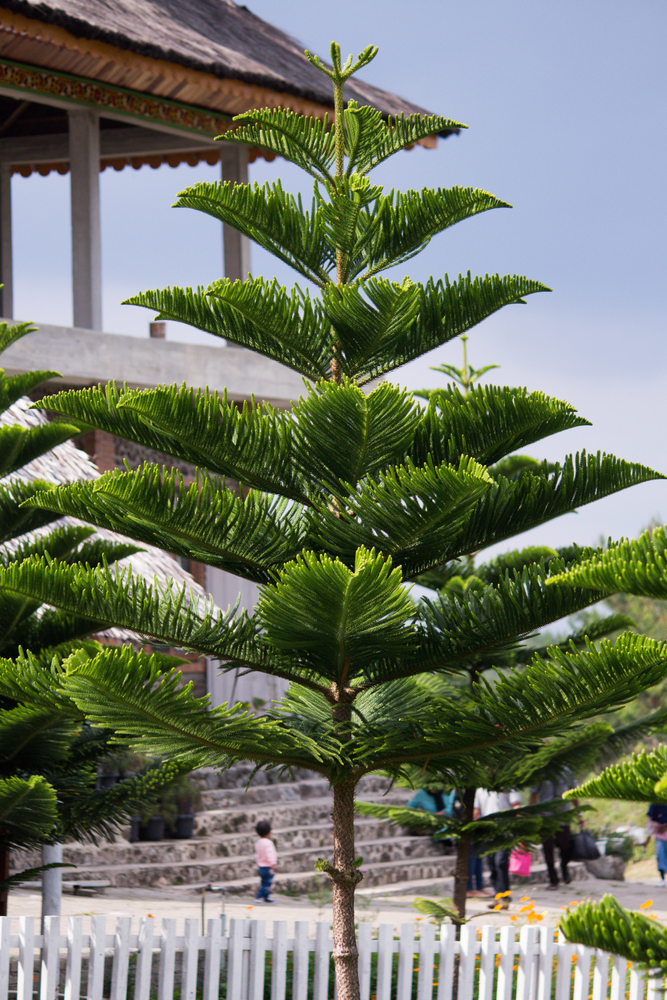 Araucaria 'Cook Pine' (Christmas Tree) - Image 2