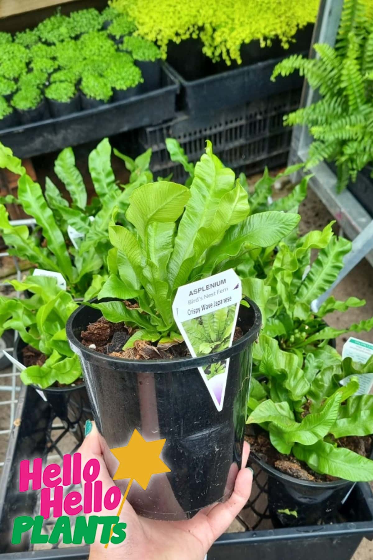 Asplenium nidus 'Crispy Wave' 8" Pot - Image 2