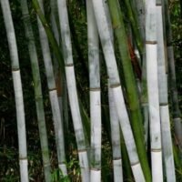 Close-up of Bambusa 'Emperor White' Bamboo in an 8" pot, showcasing stalks in green and white shades against lush foliage.