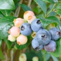 Clusters of Vaccinium 'Burst®' blueberries, ranging from light pink to deep blue, thrive among green leaves, ideal for cultivation in a 6" pot.