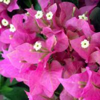 A close-up of Bougainvillea 'Vera Lynn' in a 6" pot shows vibrant pink flowers with white centers blooming amidst lush green leaves, as if paying tribute to Vera Lynn.