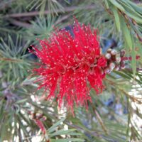 Callistemon 'Brogo Overflow' in a 6" pot displays red bottlebrush flowers among slender green leaves and buds, capturing the vibrant beauty of its namesake.