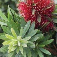 A close-up of Callistemon 'Little Silver' PBR in a 7" pot, highlighting its red, bottlebrush flowers and clusters of green, lance-shaped leaves.