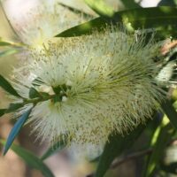 A close-up of the Callistemon 'Icy Burst™' Bottlebrush in a 6" pot, featuring thin, spiky filaments and slender green leaves.