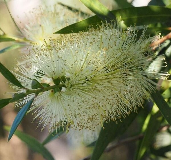 A close-up of the Callistemon 'Icy Burst™' Bottlebrush in a 6" pot, featuring thin, spiky filaments and slender green leaves.