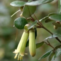 Close-up of a Correa baeuerlenii 'Chef's Cap' 6" Pot, featuring elongated tubular green flowers hanging downward, surrounded by oval leaves.