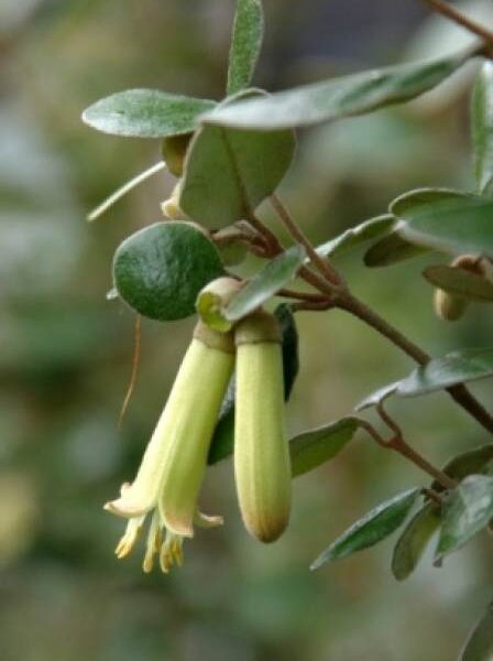 Close-up of a Correa baeuerlenii 'Chef's Cap' 6" Pot, featuring elongated tubular green flowers hanging downward, surrounded by oval leaves.