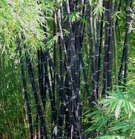 In a lush green expanse, a dense cluster of Gigantochloa 'Java Black' bamboo from an 8" pot stands majestically.