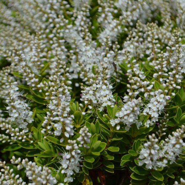 A dense cluster of small white flowers with green leaves thrives in a Hebe 'Wiri Cloud' 10" Pot, showcasing the Hebe 'Wiri Cloud' variety.
