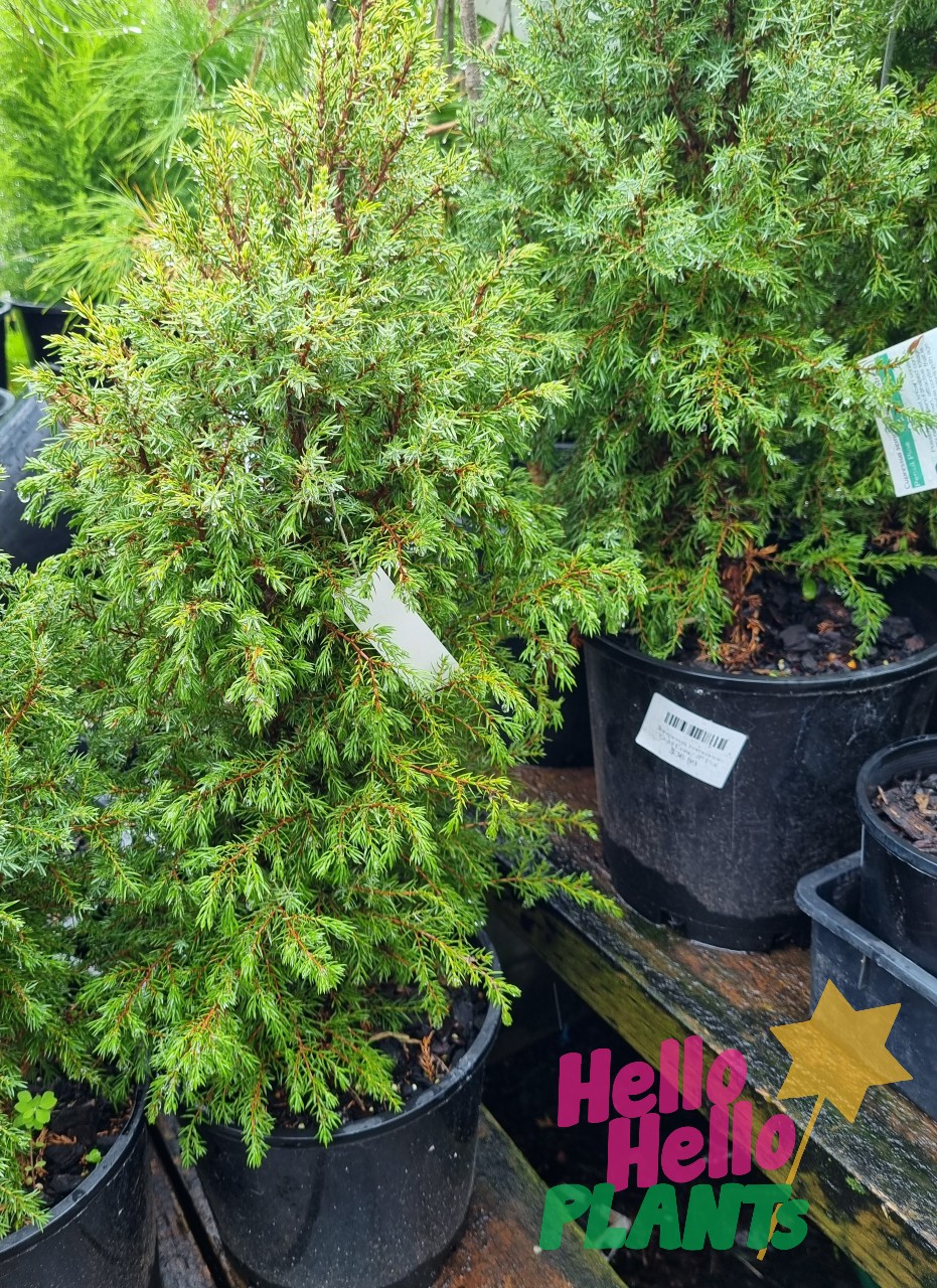 Juniperus communis 'Gold Cone' 8" Pot - Image 2