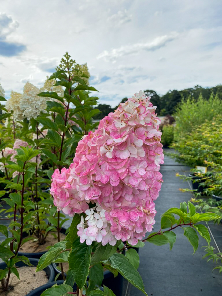 Hydrangea 'Sundae Fraise' 8" Pot - Image 4