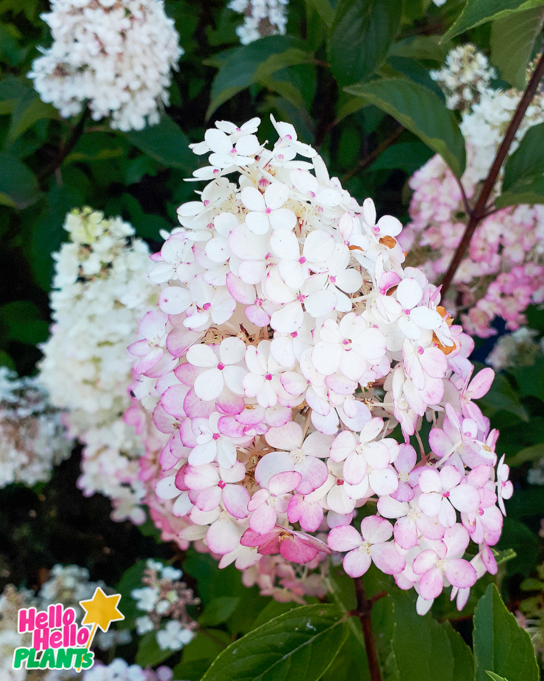 Hydrangea 'Sundae Fraise' 8" Pot - Image 5