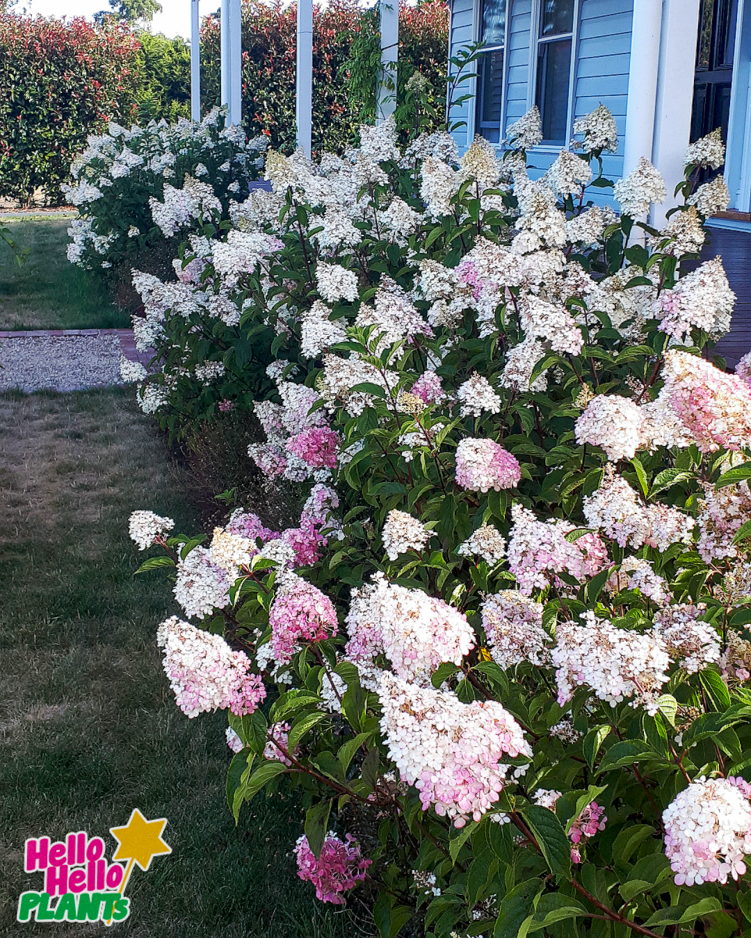 Hydrangea 'Sundae Fraise' 8" Pot - Image 6