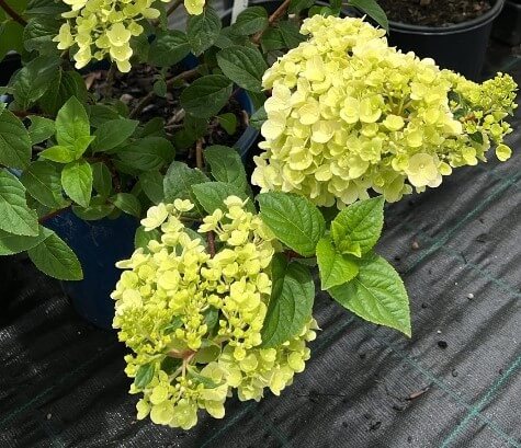 Hydrangea 'Sundae Fraise' 8" Pot - Image 2
