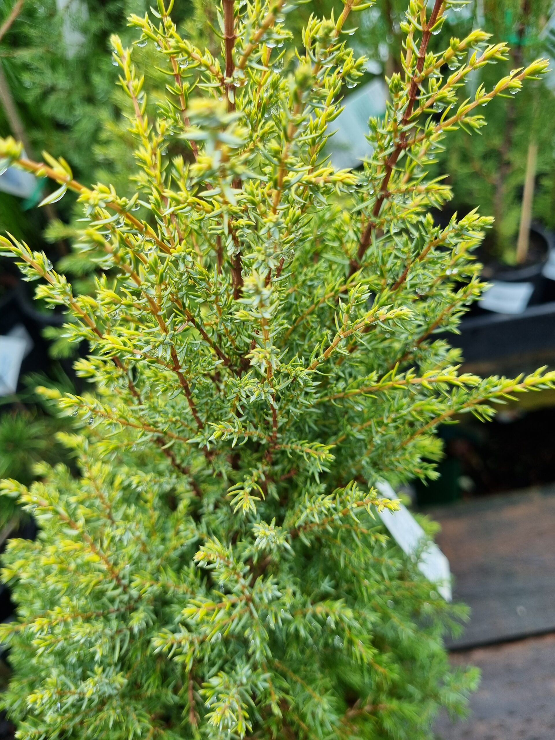 Juniperus communis 'Gold Cone' 8" Pot - Image 3