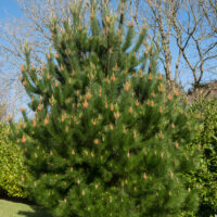 Pinus radiata 'Monterey Pine' in a 10" pot features dense green needles and orange-brown buds, perfect for planting on grassy lawns with scenic backdrops of trees and sky.