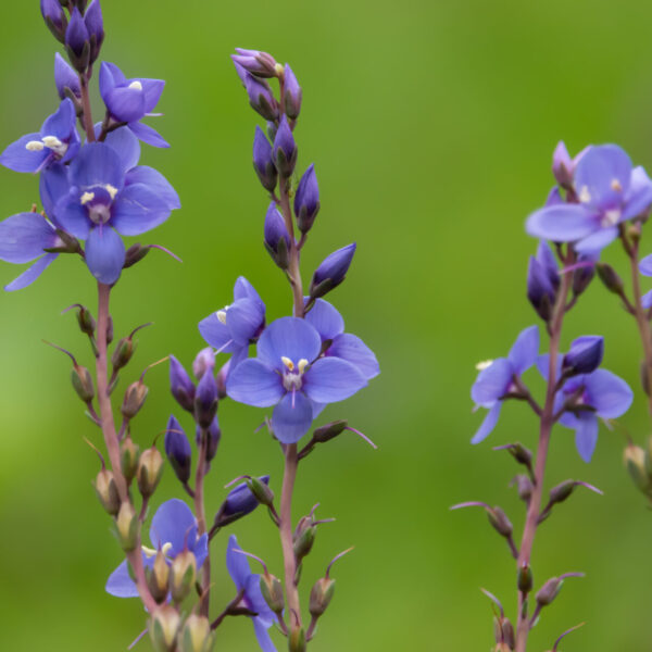 Close-up of Veronica 'Diggers Speedwell' wildflowers with multiple purple buds in a 6" pot, set against a green blurred background.