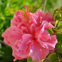Close-up of Hibiscus adonicus 'Double Pink' in a 6" pot, showcasing its ruffled pink petals and prominent central stamen, set against a blurred green background.