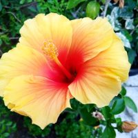 An orange and yellow Hibiscus rosa sinensis with pink red centre summer flowering tropical plant Cuban variety hibiscus