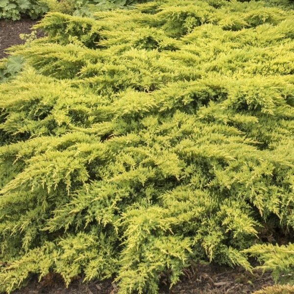 The Juniperus 'Daub's Frosted' is a dense evergreen shrub with textured, needle-like leaves, perfect as ground cover. Available in an 8" pot, it adds a unique touch to any garden.