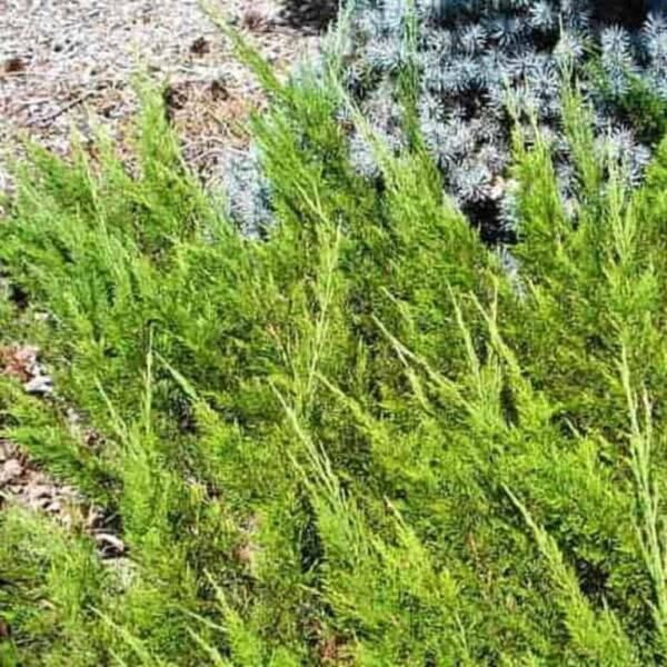 The evergreen Juniperus sabina 'Buffalo' shrub, with dense green foliage and slender, upright branches, thrives in a garden setting and is perfect for planting in an 8" pot.