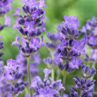 Lavandula 'Ellagance Sky' Lavender in a 6" pot features vibrant purple blooms and green stems, set against a softly blurred green background.