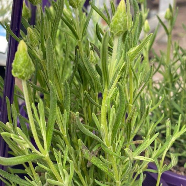 Close-up of Lavandula 'Lavinnova® The Snow Princess' Lavender in a 6" pot, with green leaves and several unopened buds, surrounded by similar pots.
