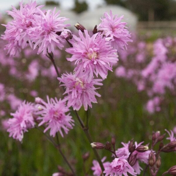 Petite Jenny, with its graceful pink wildflowers and fringed petals, blooms beautifully in a field. This Lychnis adds delicate charm to the blurred background, captured perfectly in a 6" pot.