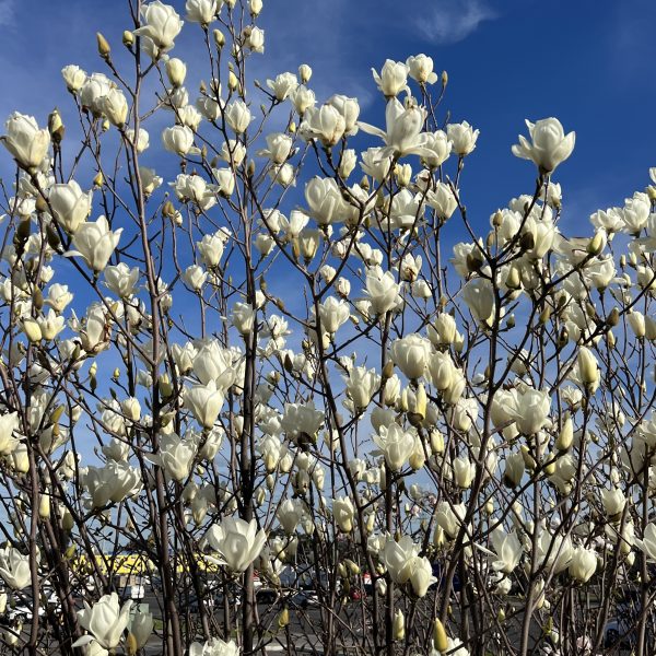 A dense cluster of white flowering branches, including a Rosmarinus 'Prostrate' Rosemary 10" Pot, stands against a bright blue sky, with a parking lot visible in the background.