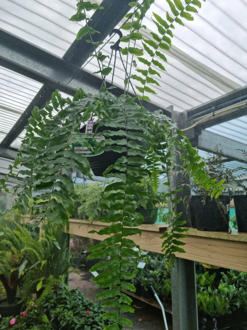 Nephrolepis 'Macho Boston Fern' 8" Pot (Hanging Basket) - Image 2