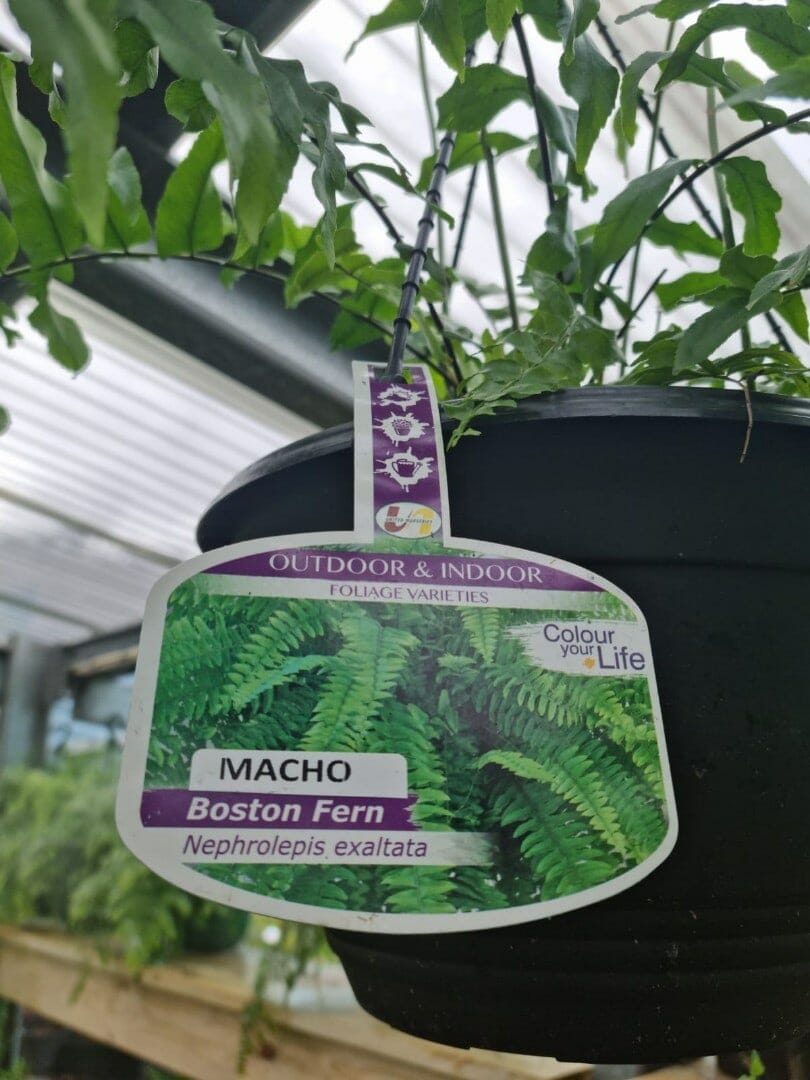Nephrolepis 'Macho Boston Fern' 8" Pot (Hanging Basket) - Image 3