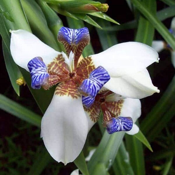 The Neomarica 'Brazilian Walking Iris' in a 6" pot displays white petals with blue and brown patterns against lush green leaves, capturing nature's intricate artistry.