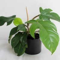 Philodendron pedatum x squamiferum Florida. Bright green tropical indoor climbing plant or jungle plant