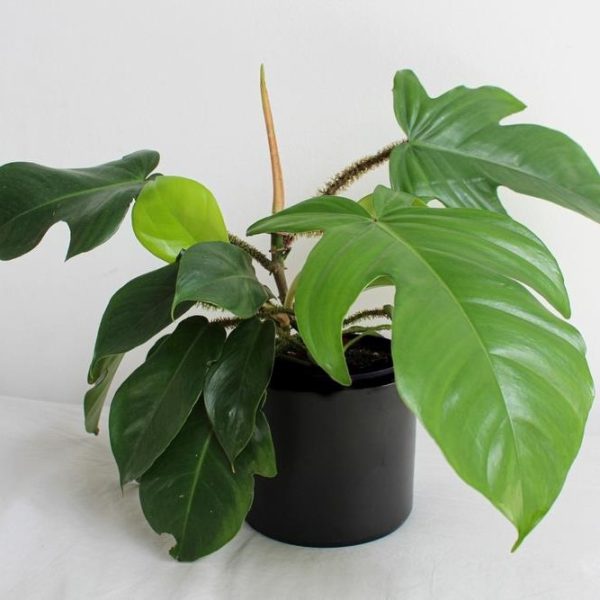 Philodendron pedatum x squamiferum Florida. Bright green tropical indoor climbing plant or jungle plant