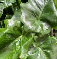 Close-up of lush, glossy green Philodendron selloum 'Super Atom' leaves with wavy edges overlapping each other, thriving beautifully in a 5" pot.
