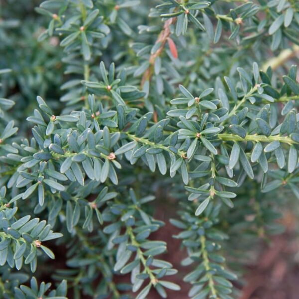 Close-up of green, needle-like leaves on a dense evergreen plant, reminiscent of the Podocarpus 'Blue Gem' (Mountain Plum Pine) in an 8" pot.