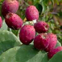 The Prickly Pear 'Red Fruit' thrives with red fruits on green cactus pads with spines and tiny leaves, offering a vibrant display. Ideal for cultivation in a 10" pot, this unique plant adds striking flair to any garden.