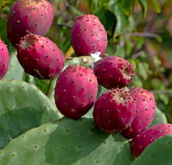 The Prickly Pear 'Red Fruit' thrives with red fruits on green cactus pads with spines and tiny leaves, offering a vibrant display. Ideal for cultivation in a 10" pot, this unique plant adds striking flair to any garden.