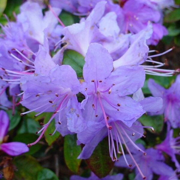 The Rhododendron 'Blue Admiral' in a 6" pot showcases purple flowers with long, thin stamens and green leaves, creating a vibrant display.